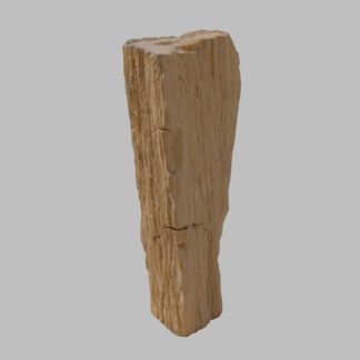 Versteinertes Holz: 01PW62.5006