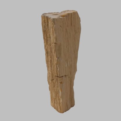 Versteinertes Holz: 01PW62.5006